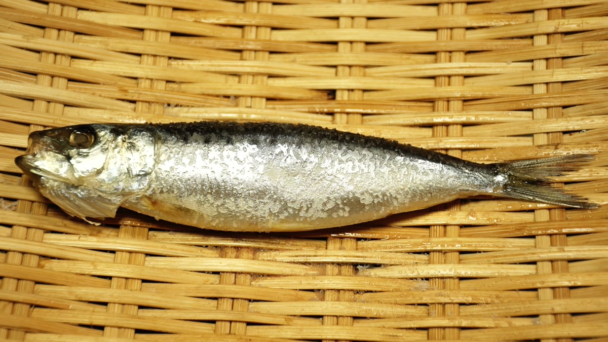 竹ざるの上の鰯の寄り。銀色の身の表面に塩の粒がついている