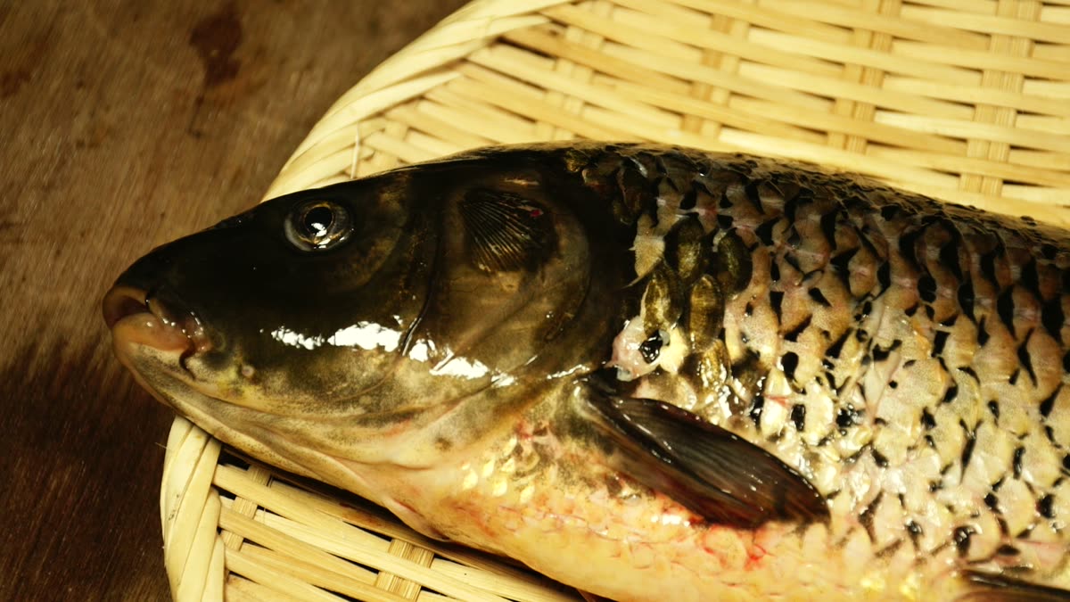 ざるに乗せた一匹の鯉